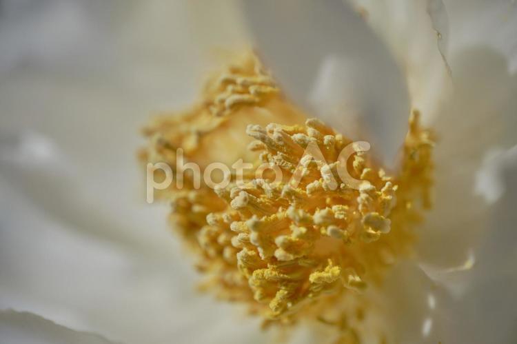 背景素材　鮮かな牡丹の花びら 背景,牡丹,フローラルの写真素材