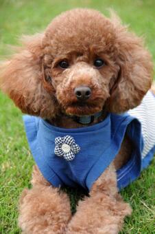 公園の芝生でふせしたトイプードル トイプードル,動物,犬の写真素材