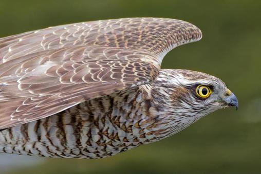 飛翔するハイタカ幼鳥のバストアップ ハイタカ,灰鷹,鷂の写真素材