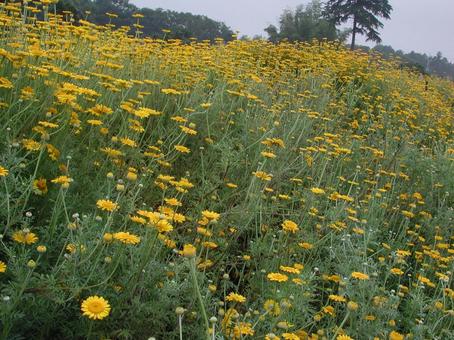 カモミール・カミツレ カモミール・カミツレ 草花,咲く風景,春の写真素材