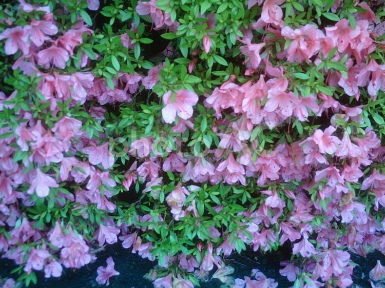 咲き誇るつつじ 花,植物,庭の写真素材