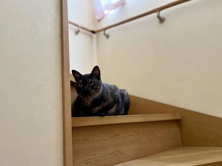 階段に佇むヴェルちゃん 階段に佇むヴェルちゃん ねこ,かわいい,ペットの写真素材