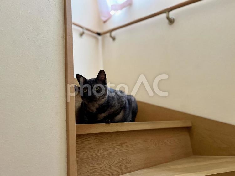 階段に佇むヴェルちゃん ねこ,かわいい,ペットの写真素材