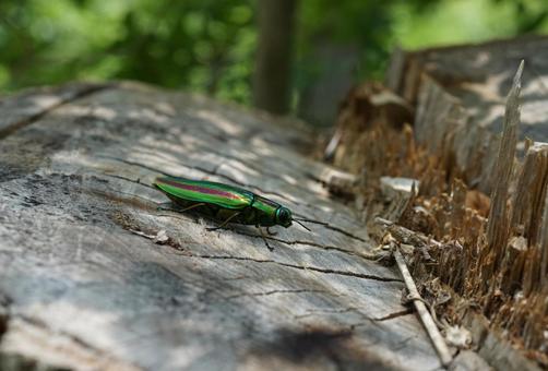 ヤマトタマムシ ヤマトタマムシ タマムシ,ヤマトタマムシ,甲虫の写真素材