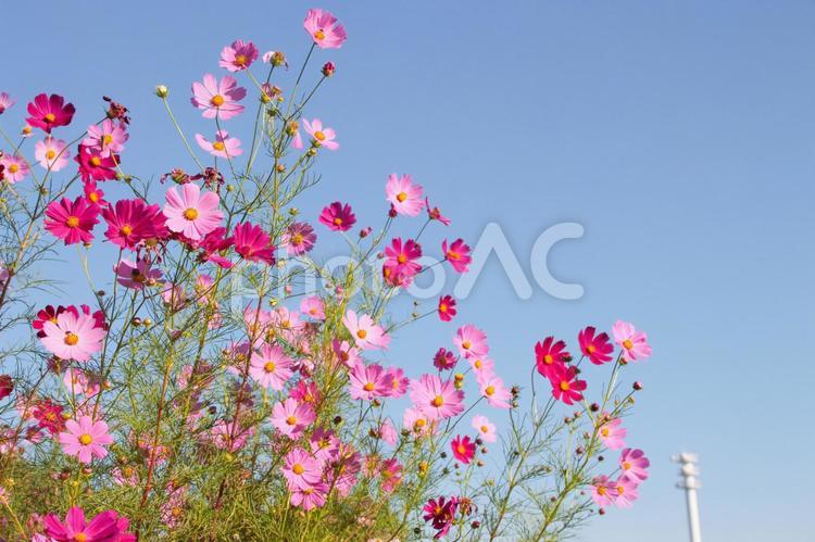 コスモス　秋桜 コスモス,コスモス畑,ピンクの写真素材