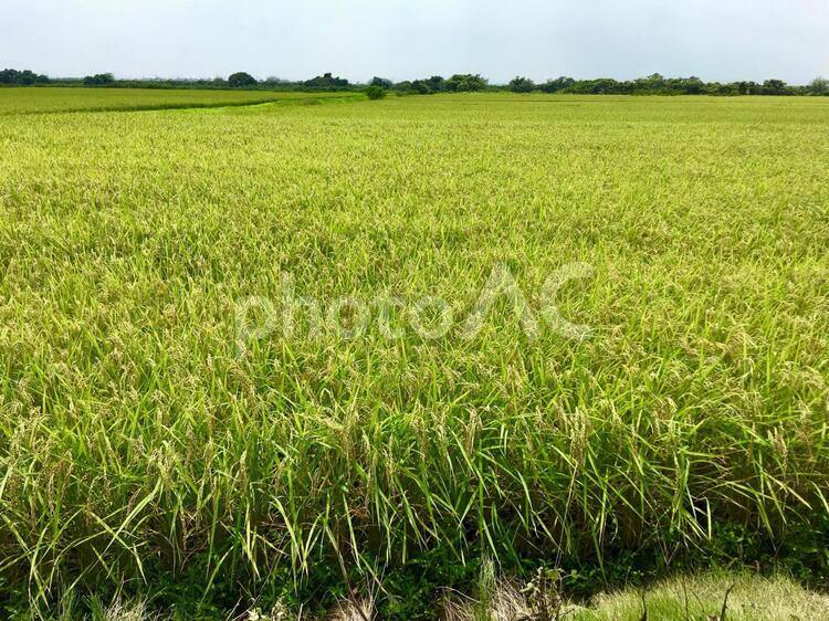 一面の稲 田んぼ,稲,稲田の写真素材