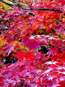 12月、住宅街の公園にて色付く紅葉 紅葉,葉,木の写真素材