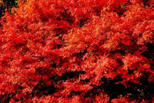 奥出雲の紅葉 奥出雲の紅葉の写真