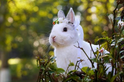 ペットのうさぎ うさぎ,ペット,干支の写真素材