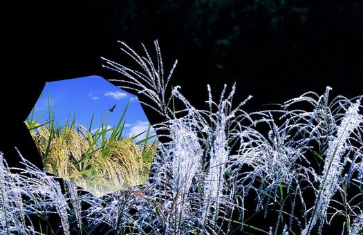 Autumn image material/Rice ears and silver grass, JPG Autumn image material/Rice ears and silver grass, JPG