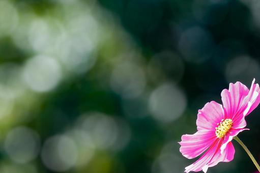 緑の背景に咲くピンクのコスモス 緑の背景に咲くピンクのコスモス コスモス,秋桜,花の写真素材
