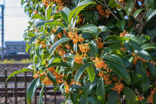 秋に咲く金木犀の花 金木犀,キンモクセイ,橙色の花の写真素材