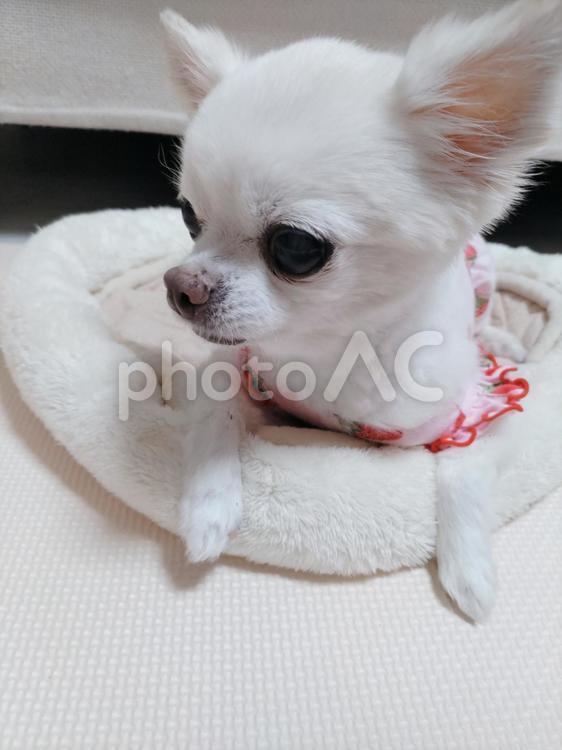 じっと… チワワ,ペット,犬の写真素材