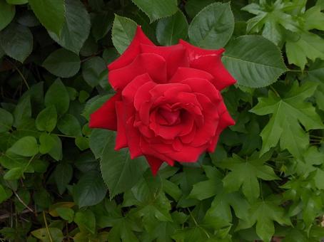 赤い薔薇 赤い薔薇 薔薇,バラ,フラワーの写真素材