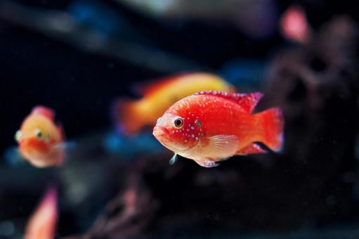 レッドジュエルシクリッド レッドジュエルシクリッド,スズキ目,水族館の写真素材