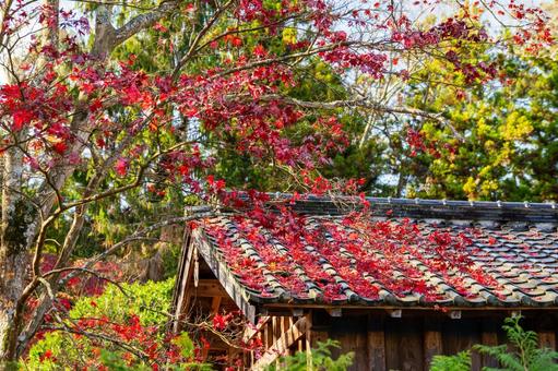 佐々木家住宅の秋⑵ 晩秋,紅葉,モミジの写真素材