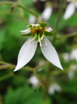 Saxifrage - Macro photo under the snow, JPG Saxifrage - Macro photo under the snow, JPG