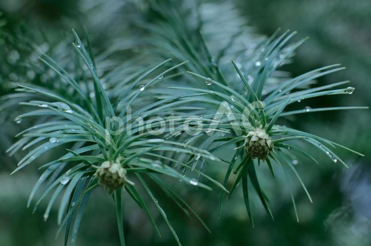コウヨウザンと滴 広葉杉,樹木,植物の写真素材