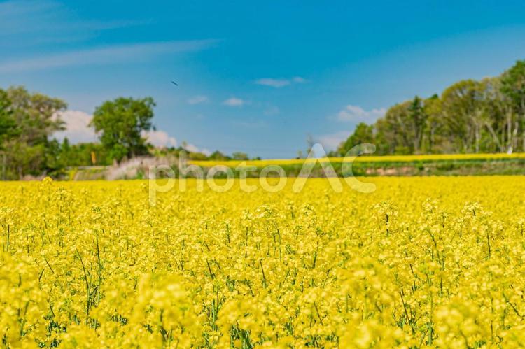 北海道　安平町　菜の花畑 北海道,hokkaido,安平の写真素材