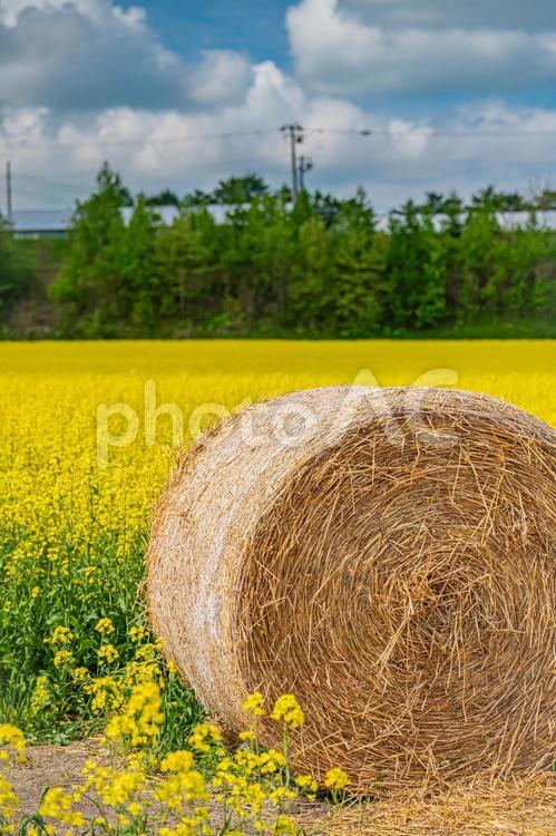 北海道　安平町の菜の花畑 北海道,hokkaido,安平の写真素材