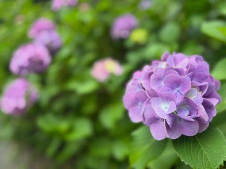 鎌倉 紫陽花 鎌倉 紫陽花の写真