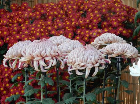 【風景写真】福山菊花展覧会の風景 キク,菊,菊花展の写真素材