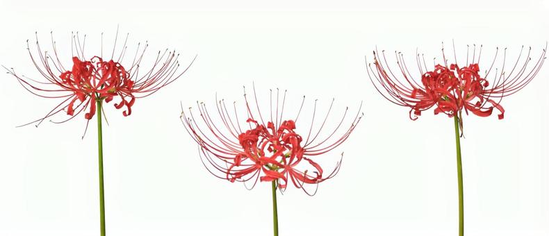ヒガンバナ (15) 赤い花,彼岸花,psdの写真素材