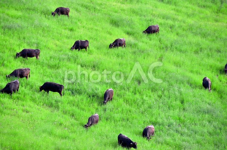 牛の放牧（丸加高原展望台） 黒毛,牛,動物の写真素材