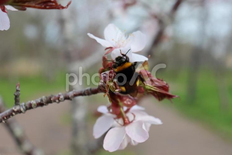 セイヨウオオマルハナバチ 虫,昆虫,ミツバチの写真素材