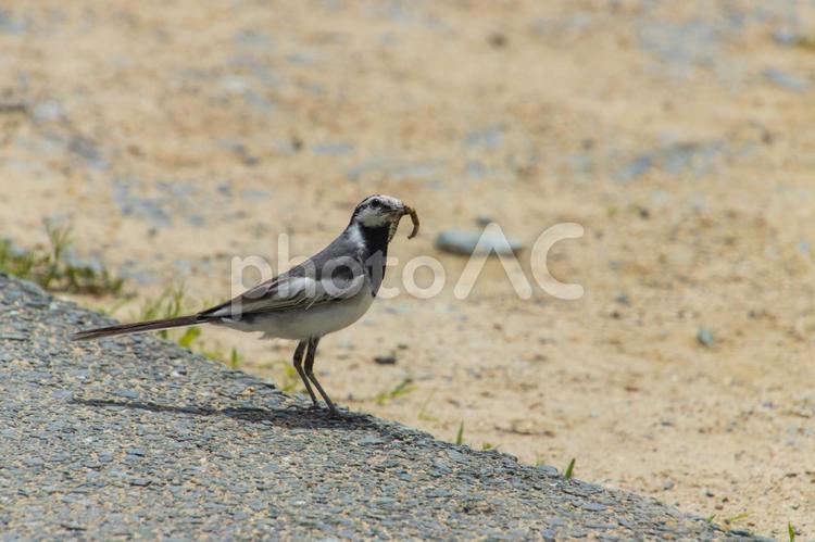 虫を咥える鳥 鳥,バードウォッチング,バードの写真素材