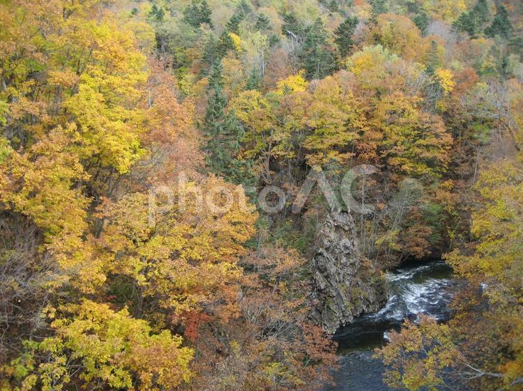 札幌郊外　定山渓の紅葉 定山渓,紅葉,渓流の写真素材
