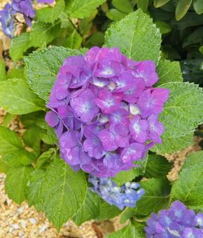 紫陽花 紫陽花,梅雨,花の写真素材