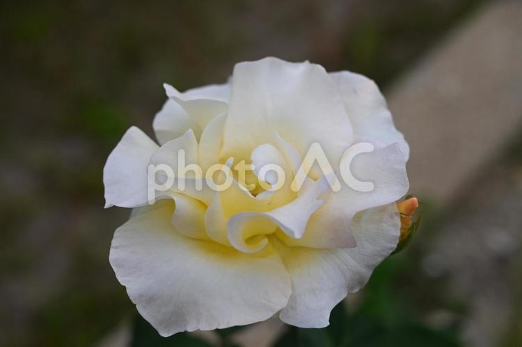 自家栽培の薔薇 薔薇,バラ,ばらの写真素材