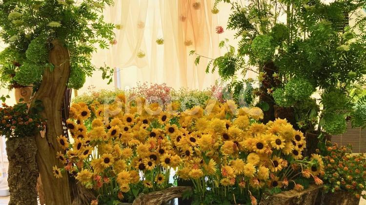 黄色い花々と緑が彩る華やかなガーデン ひまわり,ガーデン,花畑の写真素材