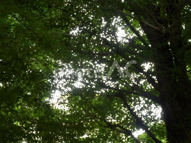 木漏れ日 自然,公園,木漏れ日の写真素材
