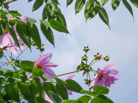 皇帝ダリア_2 皇帝ダリア,キダチダリア,ツリーダリアの写真素材