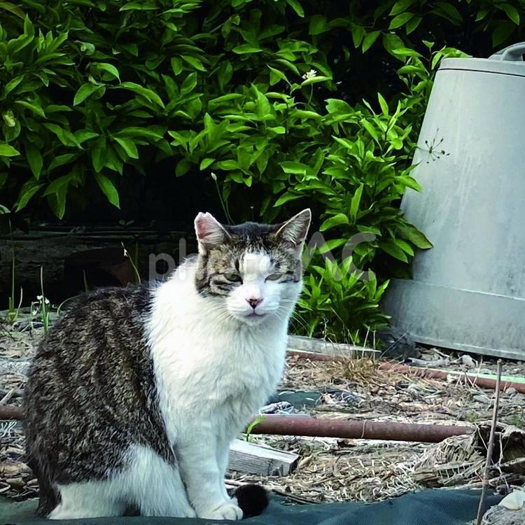 カメラ目線でご挨拶する猫 猫,動物,かわいいの写真素材