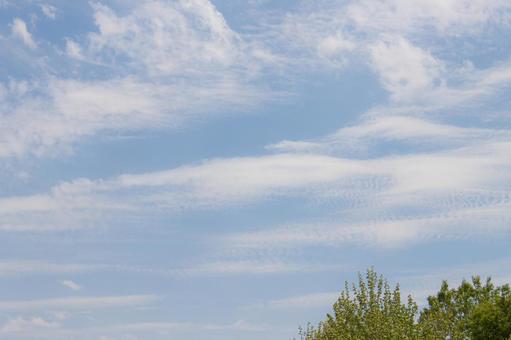 木の葉と青空 新緑,青空,木漏れ日の写真素材