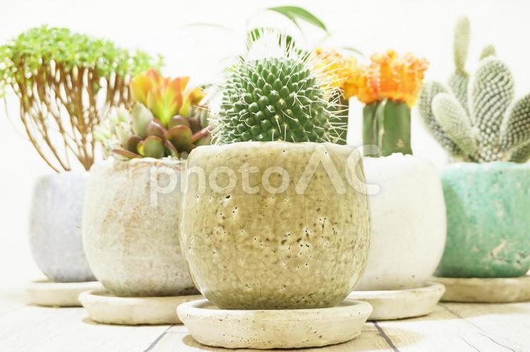 サボテン　多肉植物　寄せ植え サボテン,植物,緑の写真素材