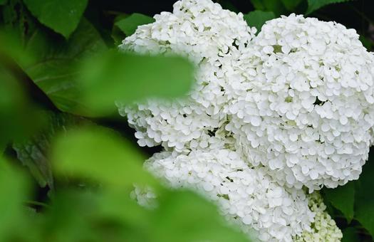 Annabel of white hydrangea in full bloom 2, JPG