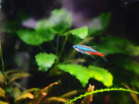 熱帯魚 熱帯魚 熱帯魚,小魚,ネオンテトラの写真素材