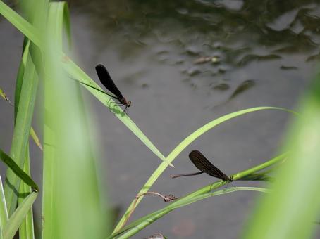 ハグロトンボ ハグロトンボ ハグロトンボ,トンボ,昆虫の写真素材
