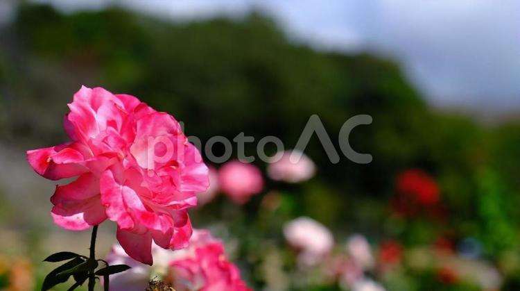 県立播磨中央公園　バラ園 播磨中央公園,ばら,バラの写真素材