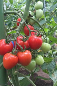 ミニトマト ミニトマト トマト,赤,夏の写真素材