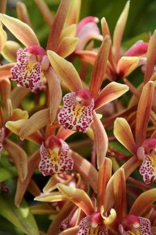 ランの花 ランの花の写真
