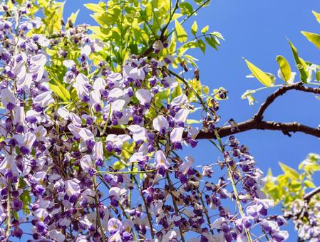 骨波田の藤棚の藤の花27 骨波田の藤棚の藤の花27 骨波田の藤,長泉寺,藤棚の写真素材
