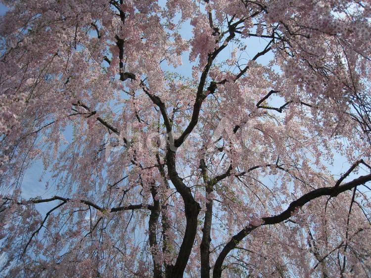 枝垂れ桜 桜,さくら,枝垂れ桜の写真素材