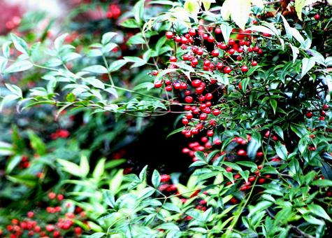 赤と緑の対比が美しい 植物,屋外,赤の写真素材