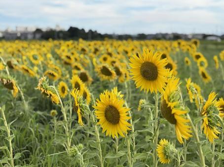 整列 整列 ひまわり,夏休み,夏の写真素材