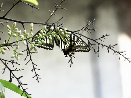 ナンテンの花にとまるチョウ ナンテンの花にとまるチョウの写真